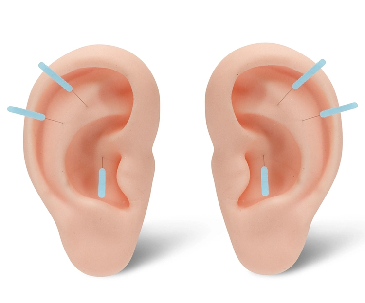 modelo de oreja para practica de puncion