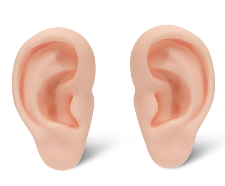 modelo de oreja para practica de puncion2