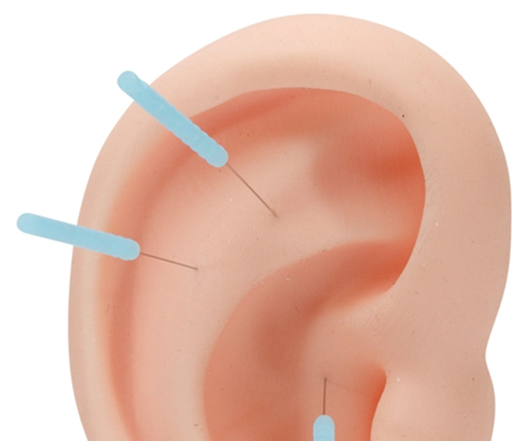 modelo de oreja para practica de puncion3