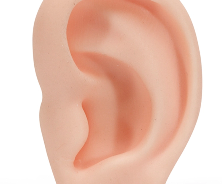modelo de oreja para practica de puncion4